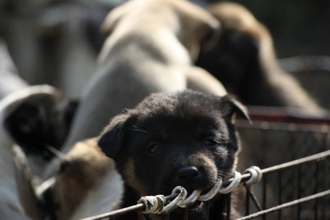 Académicos y artistas llaman a valorar a los perros autóctonos de China