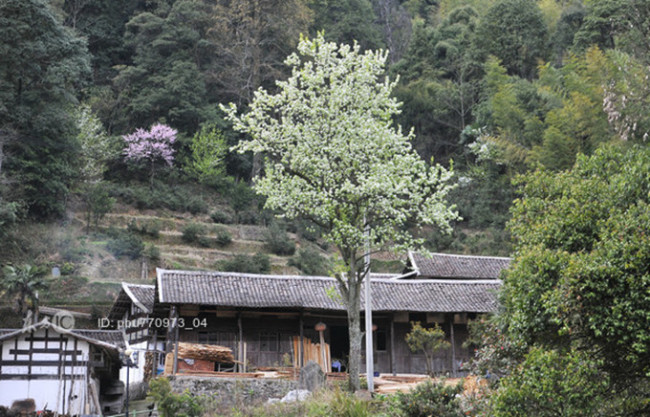 Liao Zhai Zhi Yi: Siembra un árbol de pera