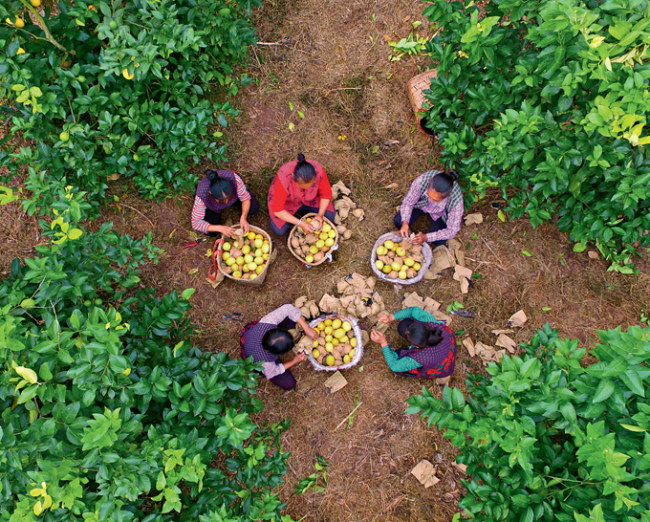 Campesinos de Suining, provincia de Sichuan, cultivan limón como parte de la iniciativa para librarse de la pobreza