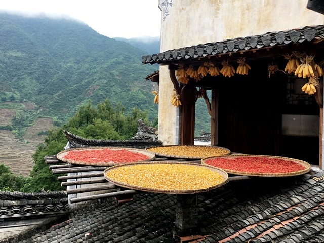 En automne, on sèche principalement les grains du piment et du chrysanthème Huang.  