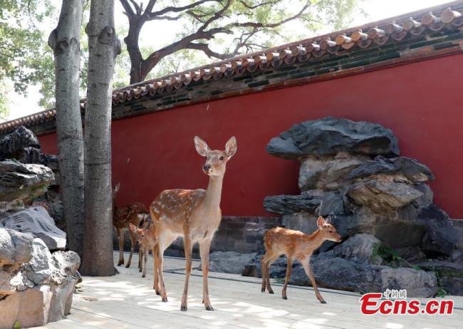 Des cerfs Sika bientôt montrés au public à la Cité Interdite de Beijing