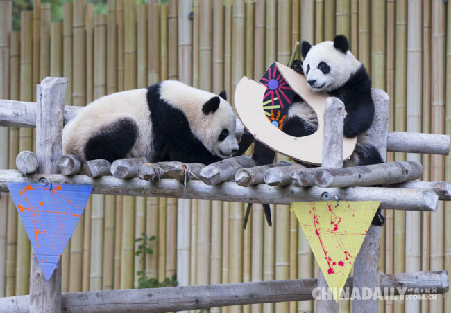 Les pandas géants jumeaux Jia Panpan et Jia Yueyue -un mâle et une femelle- participent à la célébration de leur anniversaire. Photo prise le 13 octobre, au zoo de Toronto, au Canada. 