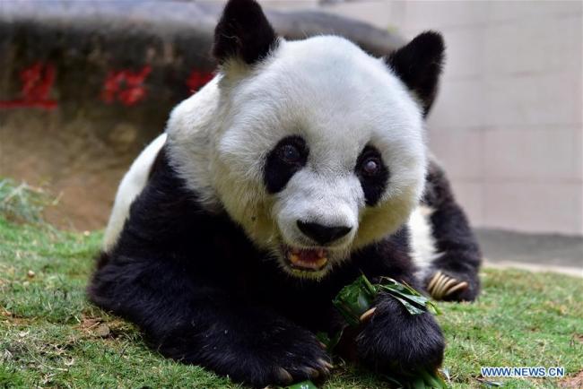 Photo prise le 18 janvier 2017 du panda géant Basi au Centre de recherche et d'échange des pandas géants du détroit à Fuzhou, capitale de la province chinoise du Fujian (sud-est). Basi, le plus vieux panda géant du monde vivant en captivité est mort à Fuzhou, le 13 septembre 2017, à l'âge de 37 ans. Cet âge chez les pandas géants équivaut à 100 ans chez les hommes. (Xinhua/Lin Shanchuan)