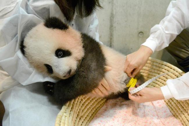 Japon : le petit panda Xiang Xiang va « faire des heures supplémentaires » pour ses fans