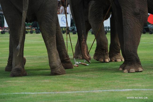 Des éléphants disputent un match de polo lors de la 16e Coupe du Roi, tournoi annuel de polo à dos d'éléphant, le 8 mars 2018 à Bangkok, en Thaïlande. (Photo : Rachen Sageamsak)