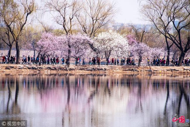 Photo prise le 25 mars 2018, montrant des pêchers en fleurs sur la digue ouest du Palais d’Eté à Beijing. Avec la hausse des températures, les pêchers sont entrés en pleine floraison, ce qui a attiré un grand nombre de visiteurs.