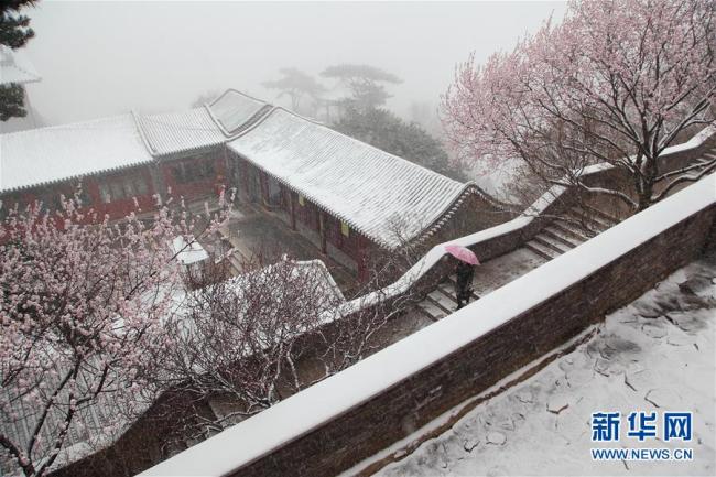 Un touriste se promène dans la neige sur le site touristique de Miaofengshan, situé dans le district de Mentougou, le 4 avril à Beijing. Ce jour-là, des chutes de neige se sont produites dans la capitale chinoise en raison d'un front froid.