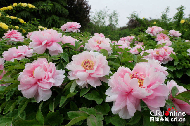 Les pivoines roses intitulées « Concubine entourée de vert » (photographe : Tong Ruiqin)
