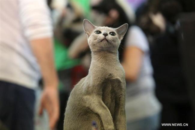  Un chat bleu russe présenté lors du SofistiCat, salon international des chats à Bucarest, en Roumanie, le 14 avril 2018. L'événement de deux jours a ouvert ses portes samedi. (Photo : Gabriel Petrescu)