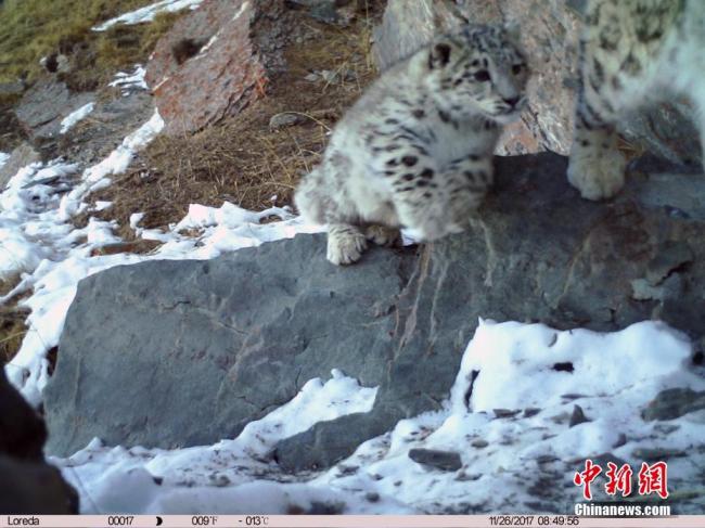 Qinghai : des panthères des neiges filmées pour la première fois en pleine nature