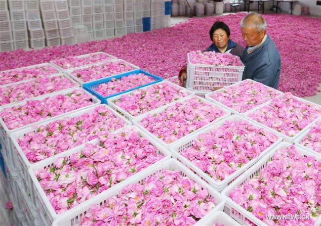 Des agriculteurs transportent des roses destinées à la vente dans le village de Shizhuang du district de Hai'an, dans la province chinoise du Jiangsu (est), le 14 mai 2018. La culture des roses est devenue une activité rentable permettant d'accroître les revenus des agriculteurs locaux. (Photo : Xiang Zhonglin)