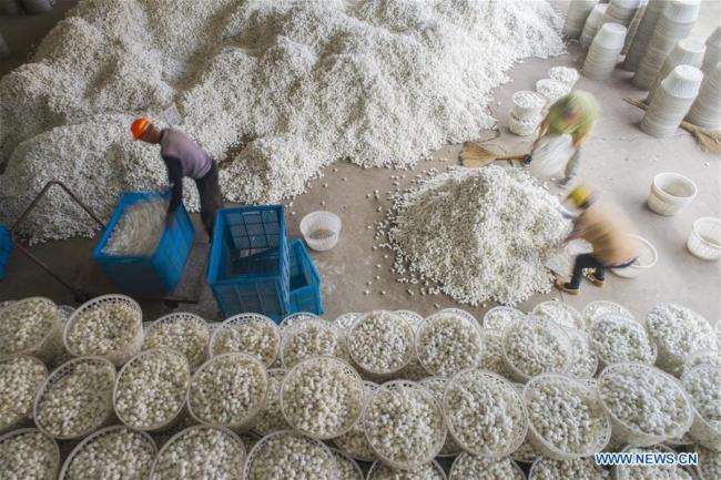 Des employés trient des cocons de vers à soie en fonction de leur qualité, dans une station de collecte de Hai'an, ville de la province chinoise du Jiangsu (est), le 2 juin 2018. Hai'an est connu pour son industrie des cocons de vers à soie. (Photo : Xu Jinbai)
