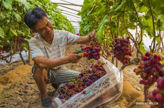 Un villageois récolte des raisins dans une serre au village de Shaofu du district de Zaoqiang, dans la province chinoise du Hebei (nord), le 2 juillet 2018. Plus de 3.000 personnes sont sorties de la pauvreté dans le district grâce à la plantation de raisins. (Photo : Li Xiaoguo)