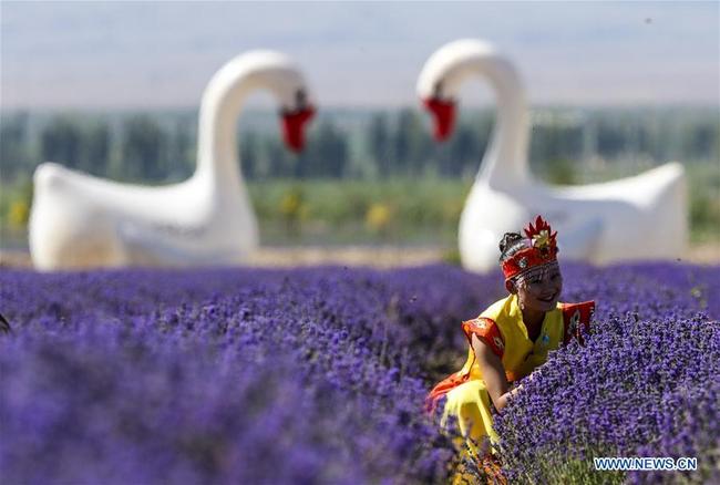 Une habitante locale s'amuse dans le champs de lavande dans la vallée de la rivière Ili, dans le district autonome Xibe de Qapqal, de la préfecture autonome kazakhe d'Ili, dans la région autonome ouïgoure du Xinjiang (nord-ouest de la Chine), le 27 juin 2018.