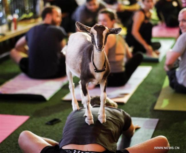  Un chevreau sur le dos d'un pratiquant de yoga lors d'un "cours de yoga avec chèvre" à Los Angeles, aux Etats-Unis, le 16 juillet 2018. (Photo : Zhao Hanrong)