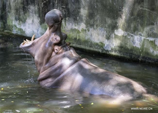  Un hippopotame se rafraîchit dans un étang dans le parc forestier Hongshan à Nanjing, dans la province chinoise du Jiangsu (est), le 13 juillet 2018. Les autorités zoologiques ont pris des mesures pour rafraîchir les animaux en été en Chine. (Photo : Su Yang)