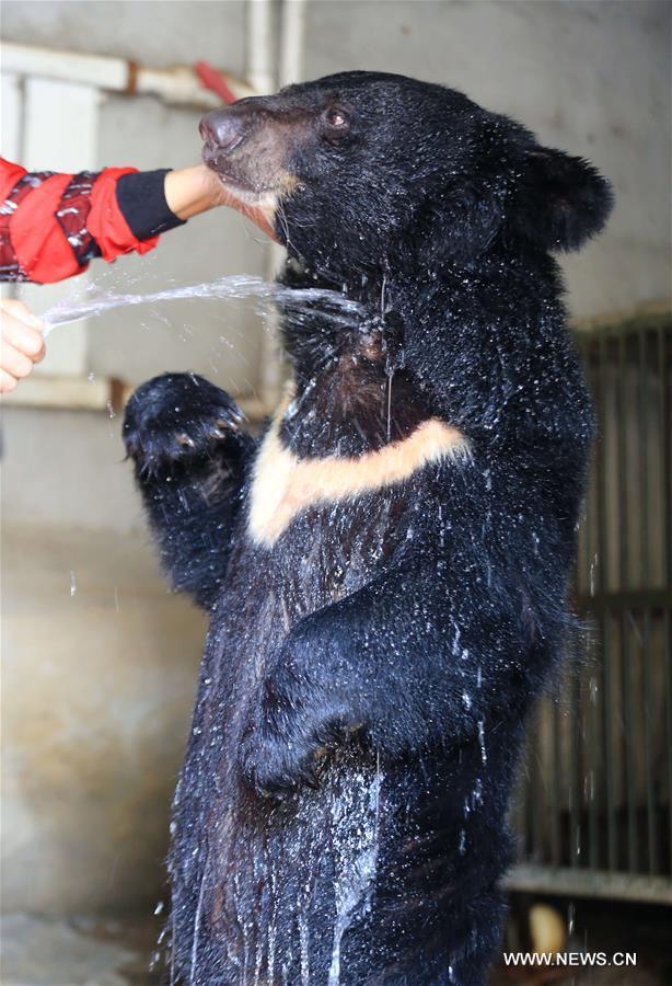  Un ours prend une douche pour se rafraîchir dans un zoo au village de Zhuquan à Linyi, dans la province chinoise du Shandong (est), le 13 juillet 2018. La direction du zoo a pris des mesures pour rafraîchir les animaux en été en Chine. (Photo : Wang Yanbing)