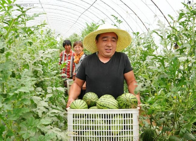  Récolte de pastèques dans l'arrondissement de Xuanhua à Zhangjiakou, ville de la province chinoise du Hebei (nord), le 25 juillet 2018. Ces dernières années, le gouvernement local a déployé beaucoup d'effort pour promouvoir le développement de l'agriculture. Plus de 8.000 familles locales sont sorties de la pauvreté à l'aide de la culture des légumes, des fruits et des fleurs. (Photo : Yang Shiyao)