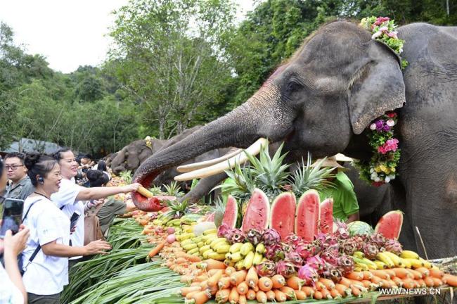  Des éléphants dégustent un banquet spécial de fruits dans la vallée des éléphants sauvages, un site pittoresque à Xishuangbanna dans la province chinoise du Yunnan (sud-ouest), le 12 août 2018, date de la Journée internationale des éléphants. Un défilé et un banquet spécial de fruits ont été organisés sur place pour célébrer la Journée internationale des éléphants. (Photo : Xie Ziyi)
