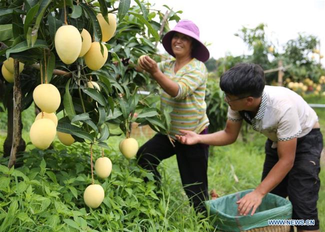 Des agriculteurs récoltent des mangues dans le district de Huaping, à Lijiang de la province chinoise du Yunnan (sud-ouest), le 17 août 2018. (Xinhua/Liang Zhiqiang)