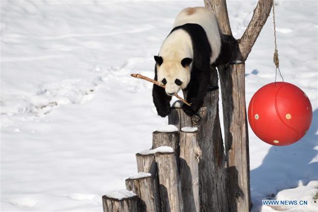 Le panda géant Youyou joue en plein air après une chute de neige à Yabuli, dans la province chinoise du Heilongjiang (nord-est), le 12 novembre 2018. (Photo : Cao Jiyang)