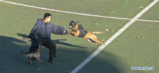 Des chiens policiers attaquent un ennemi fictif lors d'un concours national de compétences à Beijing, capitale chinoise, le 16 novembre 2018. Le concours s'est achevé vendredi. (Photo : Cai Yang)