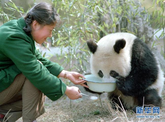 Jin Xuqi, photographe passionnée par les pandas géants