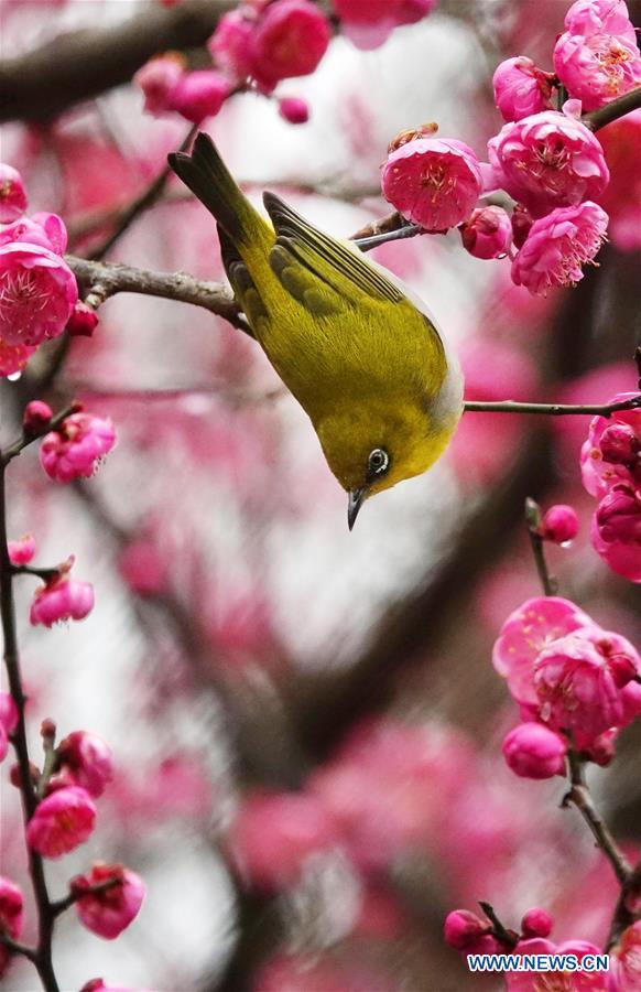 Un oiseau sauvage se pose sur une branche d'un prunier en fleurs à Guiyang, capitale de la province du Guizhou (sud-ouest de la Chine), le 9 janvier 2019. (Xinhua/Qin Gang)