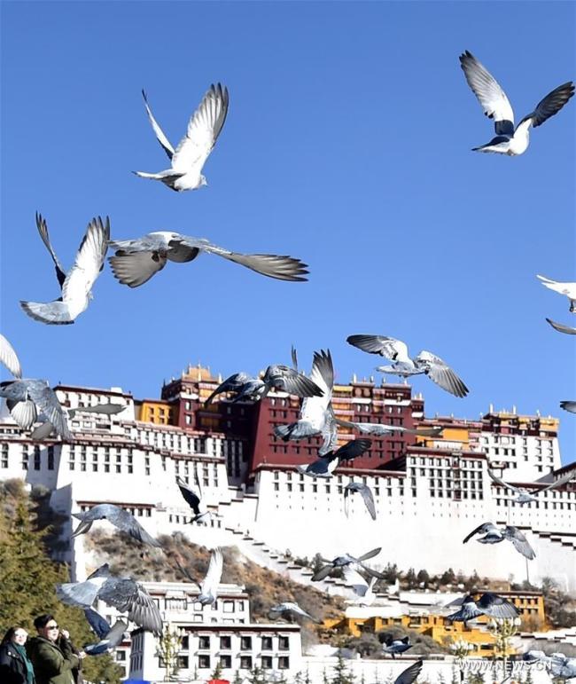 Des pigeons survolent la place du Palais du Potala à Lhassa, capitale de la région autonome du Tibet (sud-ouest de la Chine), le 10 mars 2019. (Photo : Chogo)