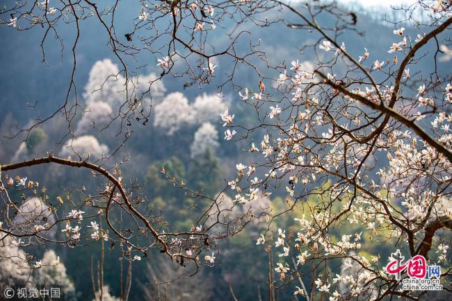 Anhui : des milliers de Magnolia Yulan en pleine floraison dans les monts Dabie
