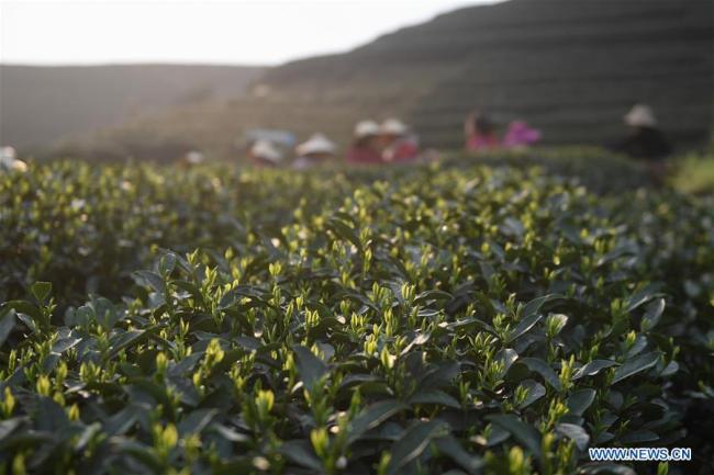 Des travailleurs cueillent des feuilles de thé dans une ferme au village de Longwucha à Hangzhou, capitale de la province chinoise du Zhejiang (est), le 20 mars 2019. La ville de Hangzhou est une région de production majeure du thé Longjing en Chine. (Xinhua/Huang Zongzhi)