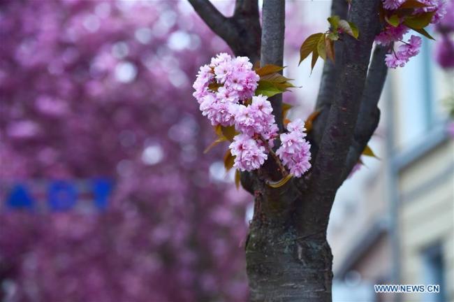 Des cerisiers en fleurs dans la rue Breite à Bonn, en Allemagne, le 12 avril 2019. (Xinhua/Lu Yang)