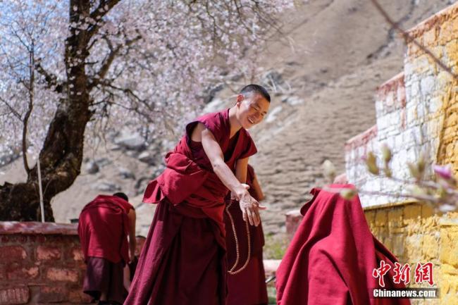 Tibet : l’ermitage de Pabonka sous des fleurs de pêcher