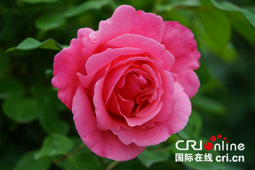 Les belles roses de Nanyang