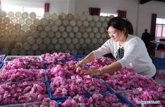 Une agricultrice range des roses dans une plantation de roses au village de Shizhuang à Haian, dans la province chinoise du Jiangsu (est), le 5 mai 2019. Ces dernières années, le village de Shizhuang s'est engagé à développer l'industrie de la rose en tant que moyen d'augmenter les revenus de la population. (Xinhua/Xiang Zhonglin)