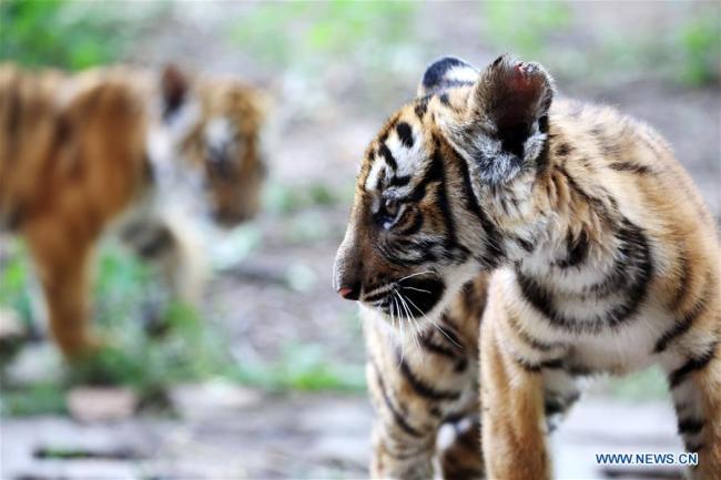 Des bébés tigres de Chine méridionale dans un zoo à Luoyang, ville de la province du Henan (centre de la Chine), le 11 mai 2019. (Xinhua/Liu Gaoyang)