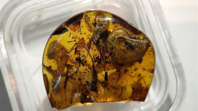 Un animal marin préhistorique retrouvé fossilisé dans un ambre jaune