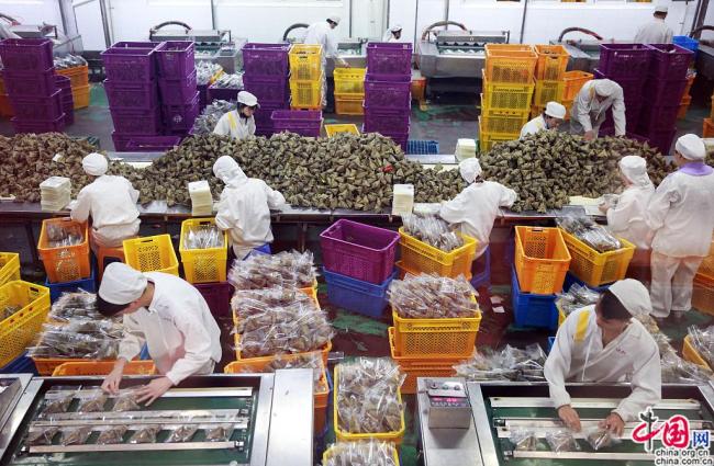 Zhejiang : préparation en quantité massive de zongzi avant la Fête des bateaux-dragons