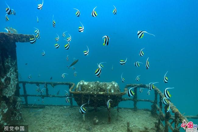 Hainan : des épaves placées dans la mer attirent des bancs de poissons