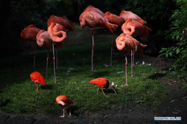 Photo prise le 8 septembre 2019 montrant des flamants et des ibis rouges au parc zoologique Pairi Daiza, à Brugelette, en Belgique. (Xinhua/Zheng Huansong)
