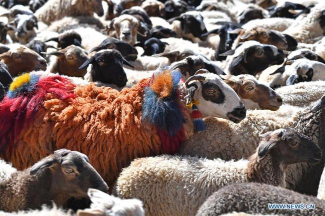 Photo prise le 9 septembre 2019 montrant la scène de la cérémonie de comptage des moutons.