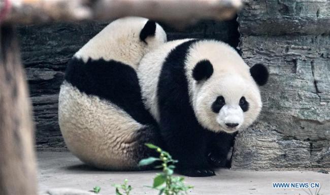 Les pandas jumeaux Mengbao et Mengyu s'installent dans leur nouveau foyer au zoo de Beijing, dans la capitale chinoise, le 13 octobre 2019. Les pandas jumeaux, nés en mai 2018 dans la base de recherche et de reproduction de pandas géants de Chengdu, capitale de la province chinoise du Sichuan (sud-ouest), sont arrivés au zoo de Beijing dimanche. Les jumeaux grandiront à Beijing. (Photo : Li Xin)