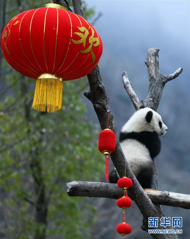 Les bébés pandas de Wolong présentent leurs vœux pour 2020