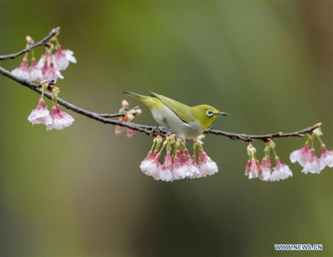 Un oiseau dans un parc forestier à Fuzhou, capitale de la province chinoise du Fujian (sud-est), le 18 janvier 2020. (Xinhua/Mei Yongcun)