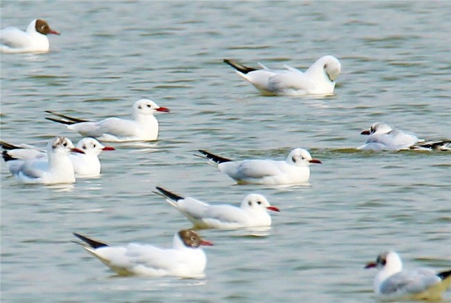 Les oiseaux migrateurs dans la zone humide du fleuve Jaune de Hechuan