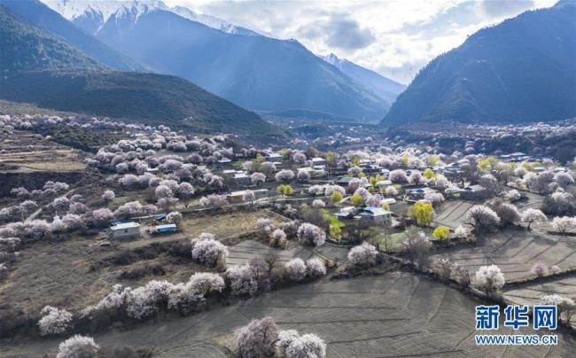 Photos prises le 26 mars, montrant les paysages splendides des pêchers en pleine floraison dans le village de Dadou, près de Linzhi, au Tibet.