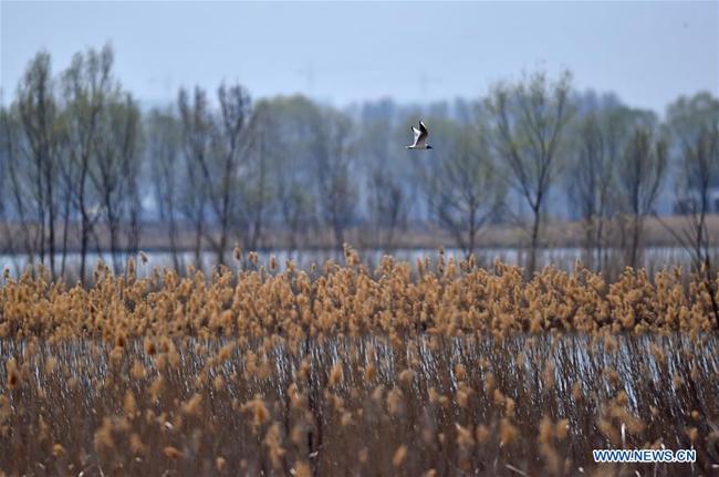 Paysage du lac des canards sauvages dans l'arrondissement de Yanqing à Beijing, capitale de la Chine, le 5 avril 2020. (Photo : Chen Zhonghao)