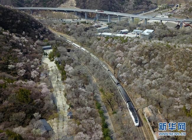 Photo aérienne prise le 8 avril, montrant un train stationnant à la gare de Qinglongqiao sur la ligne de chemin de fer Beijing-Zhangjiakou, à Beijing. Chaque année, durant la saison de la floraison des fleurs, cette gare centenaire attire de nombreux visiteurs. (Photos: Zhang Chenlin/Xinhua)