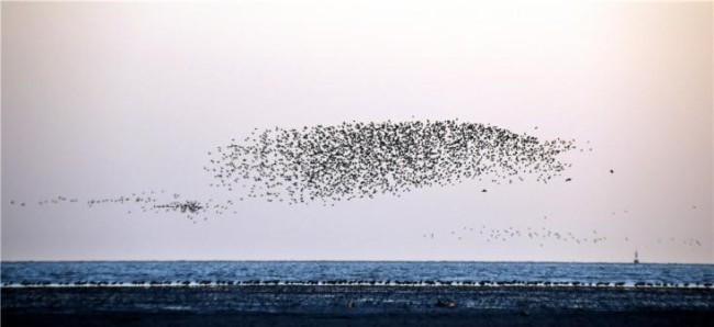 La vague d'oiseaux (Photo/Wei Jiapeng)