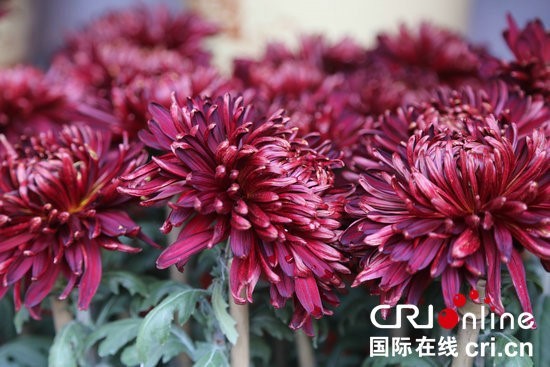 Une belle variété de chrysanthèmes (photo/Wan Qingli)